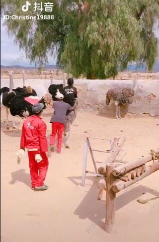 抖音騎鴕鳥(niǎo)賽跑背景音樂(lè)是什么？抖音騎鴕鳥(niǎo)大賽的歌曲分享