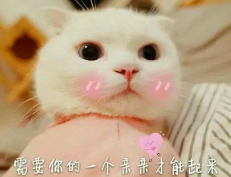 抖音喵喵喵貓咪表情包高清無水印圖片分享!