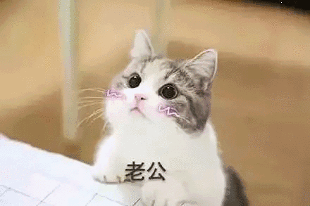 【抖音貓咪哄老公】超萌哄老公無水印表情包