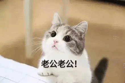 【抖音貓咪哄老公】超萌哄老公無水印表情包