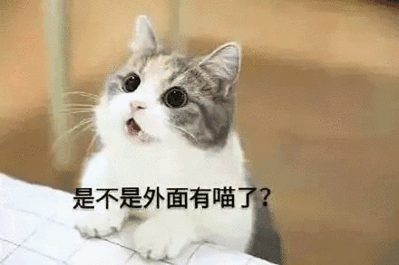 【抖音貓咪哄老公】超萌哄老公無水印表情包