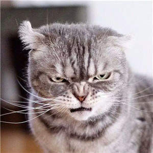 抖音社會貓表情包無水印圖片