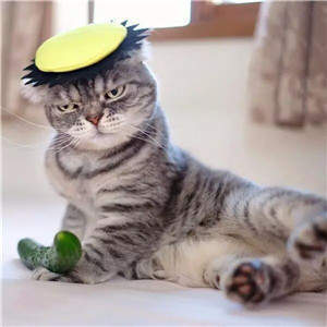 抖音社會貓表情包無水印圖片