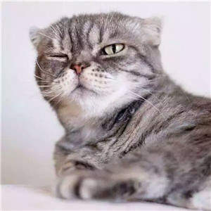 抖音社會貓表情包無水印圖片