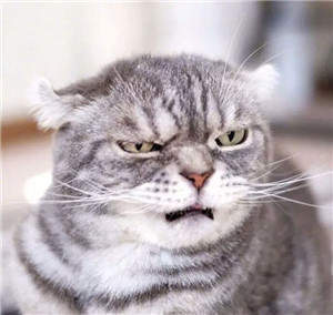 抖音社會貓表情包無水印圖片大全【多圖】