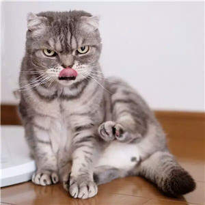 抖音社會貓表情包無水印圖片大全【多圖】