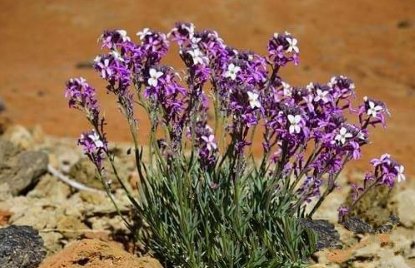 螞蟻森林花棒是什么 螞蟻森林花姑娘如何種