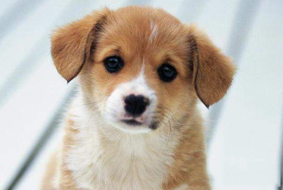 抖音狗狗哈哈舞是什么？音樂介紹