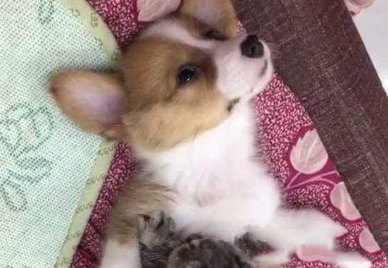 抖音狗狗哈哈舞是什么？音樂介紹