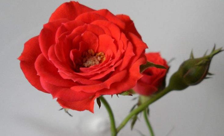 抖音我要送你99朵玫瑰花是什么歌 抖音我要送你99朵玫瑰花完整版歌詞