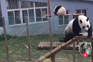 抖音評論皮大大是什么意思？抖音皮大大是什么梗