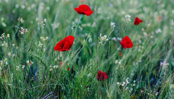 適合各種心情的句子  適合發(fā)朋友圈的句子