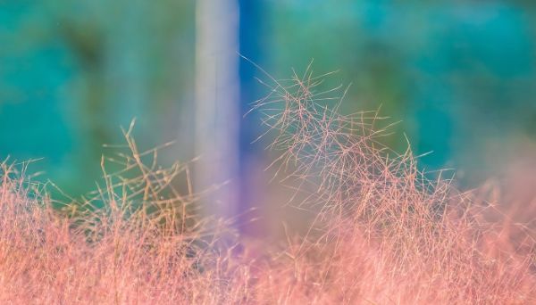 粉黛亂子草的美句 關于粉黛亂子草的朋友圈