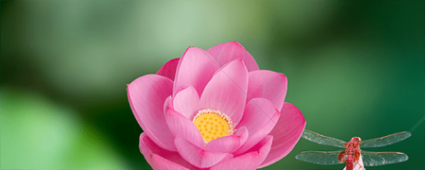 朋友圈曬花的心情短語 朋友圈曬花的心情短語有哪些