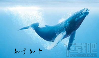 知乎知卡套餐怎么收費?知乎知卡可以辦理幾張?