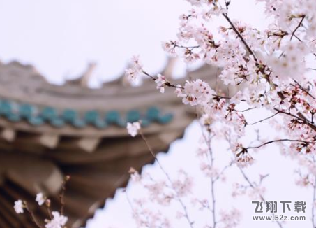 武漢大學云賞櫻入口及地址