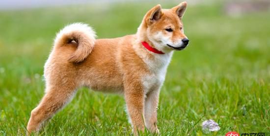 node.js - mongo insert一條記錄,但某些數據未插入