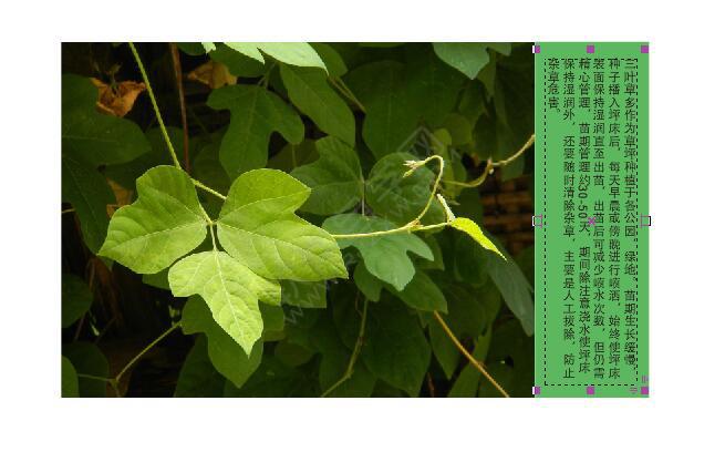 cdr圖文設計和排版技巧