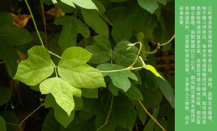 cdr圖文設計和排版技巧