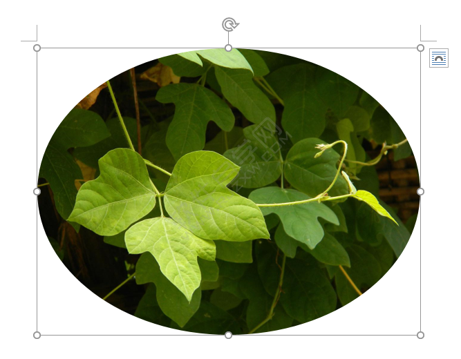 word圖片裁剪為橢圓形狀的方法