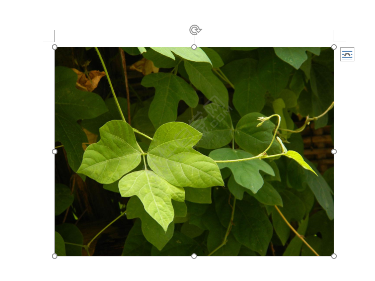 word圖片裁剪為橢圓形狀的方法