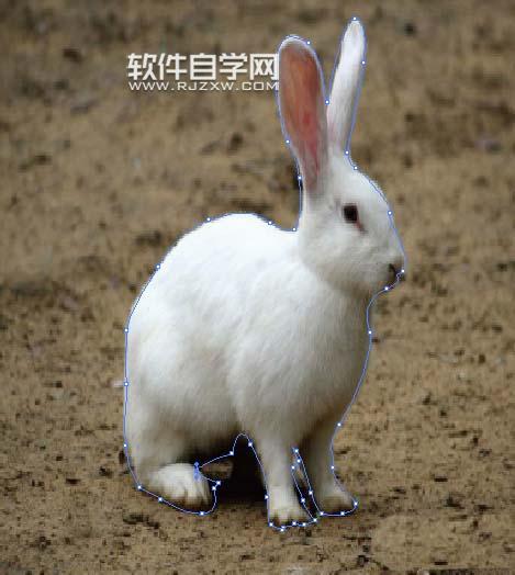 ai怎么繪制兔子剪影