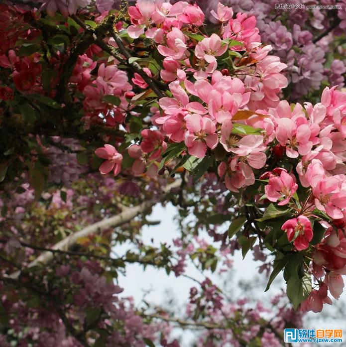 PS制作唯美蝴蝶仙子藝術圖片