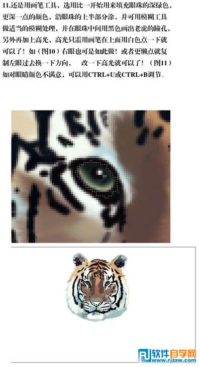 PS手繪老虎圖片