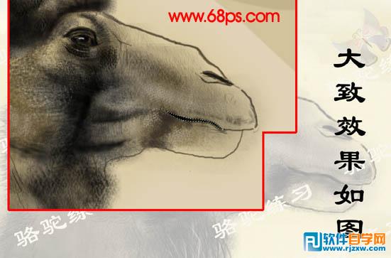 PS繪制沙漠駱駝插畫