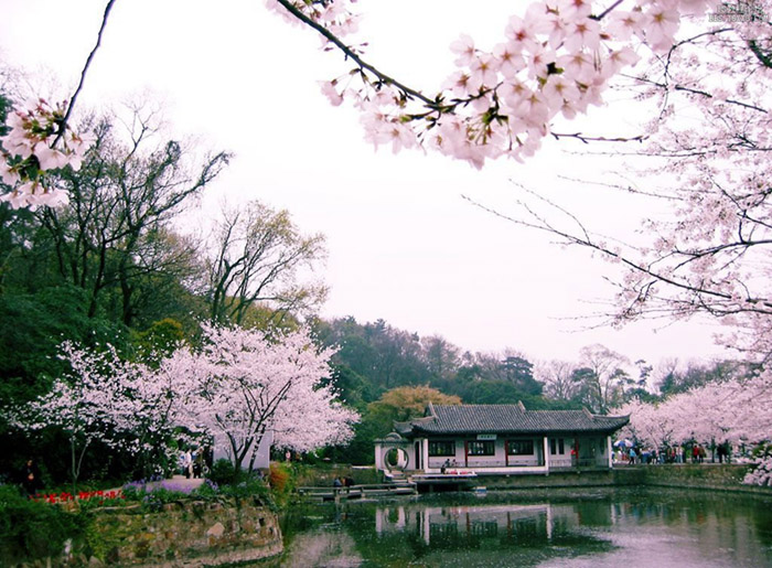 PS快速制作花瓣飄落動畫