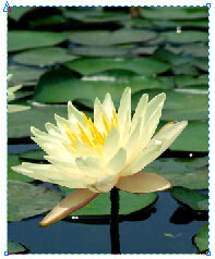 CorelDRAW中如何裁剪導入的位圖