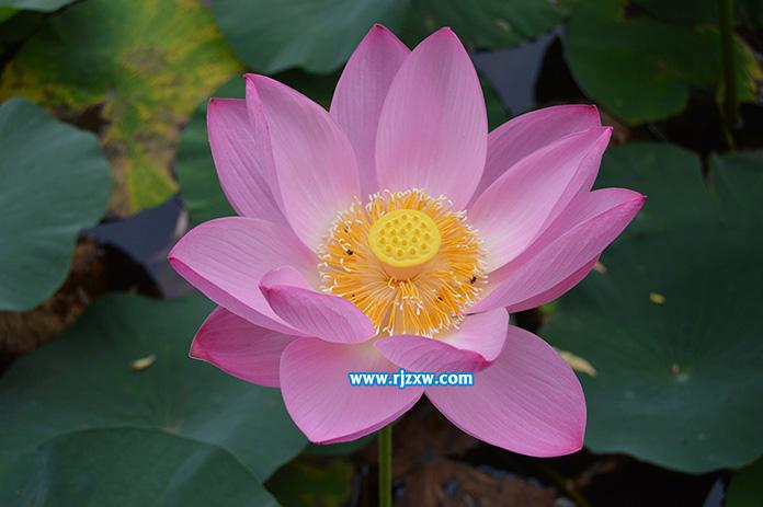 用PS曲線快速摳出荷花