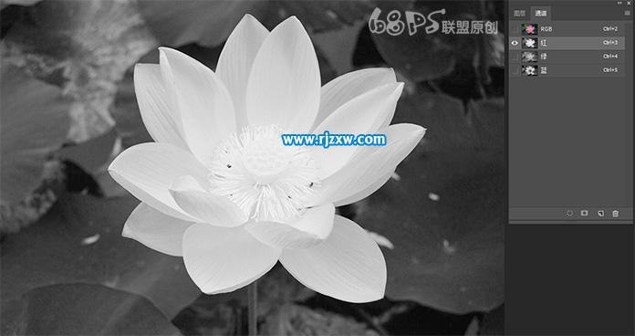 用PS曲線快速摳出荷花