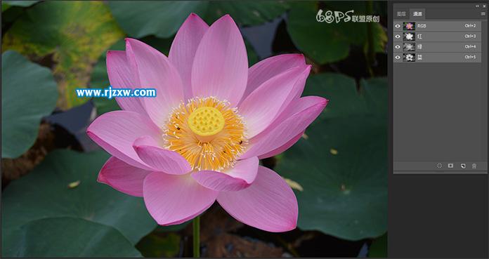 用PS曲線快速摳出荷花