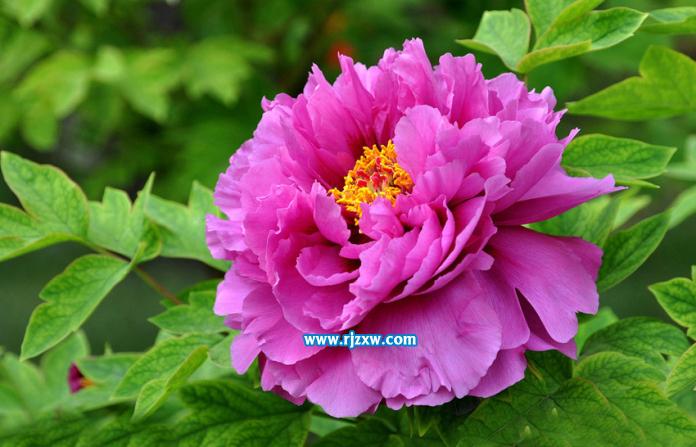 ps人物花瓣飛濺效果