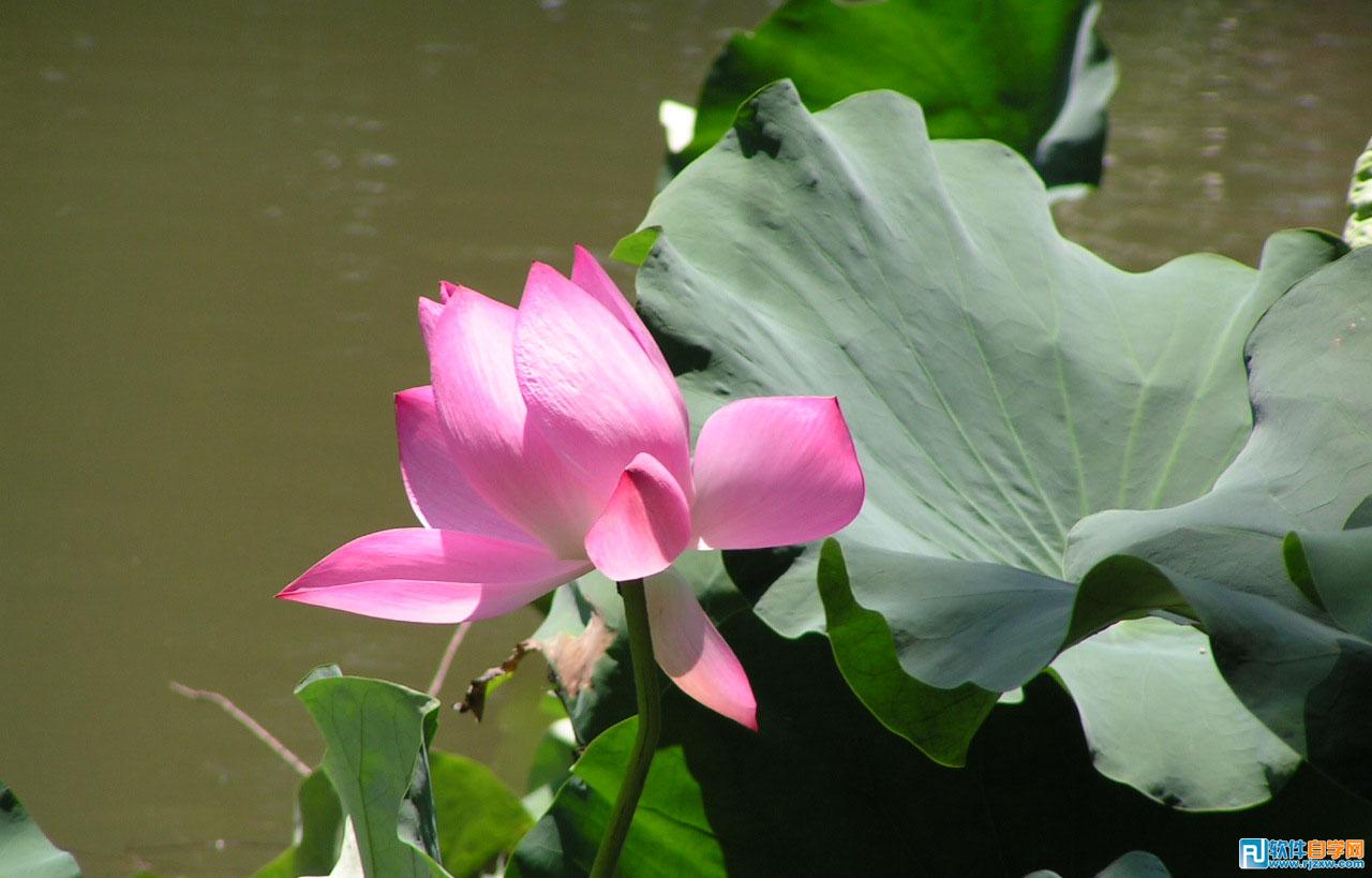 第十課：PS利用快速蒙板摳圖